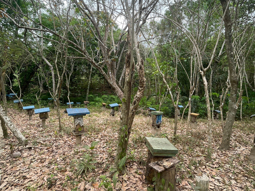 Borneo Honeybee Centre-古达必去景点
