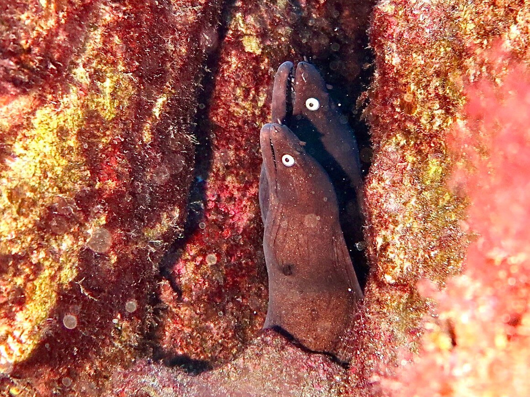 Arrecifal Dive Centre景点图片
