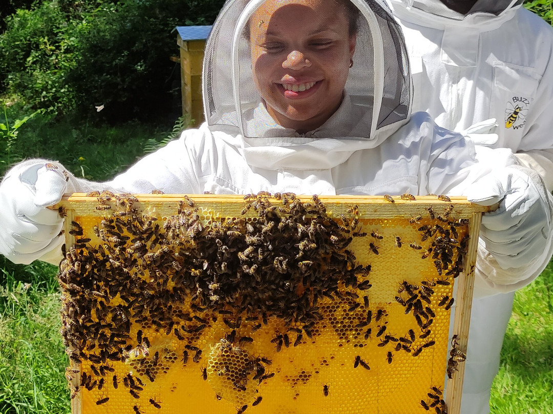 13 Bees Beekeeping Taster Sessions景点图片