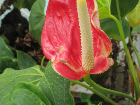 Planting Fields Arboretum State Historic Park-奥伊斯特贝必去景点