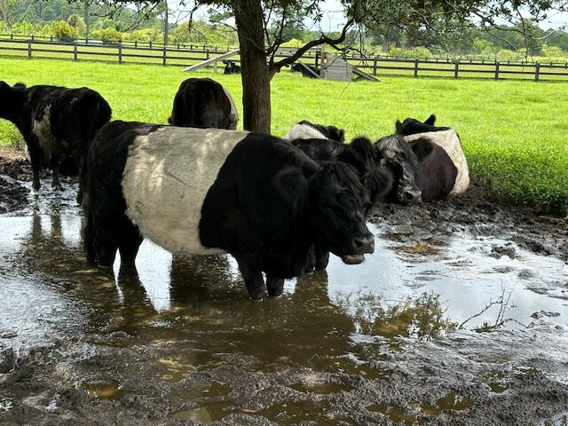 The Goatery At Kiawah River景点图片