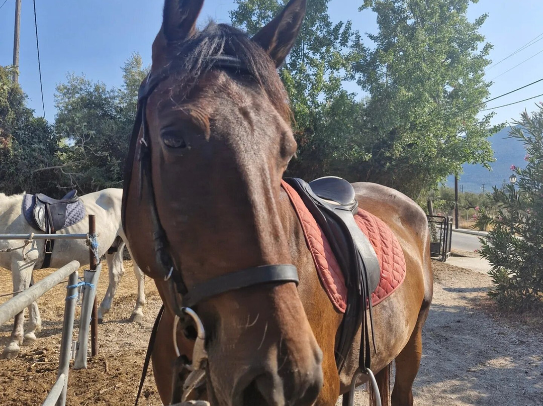 Lucky Luke Horse Riding景点图片