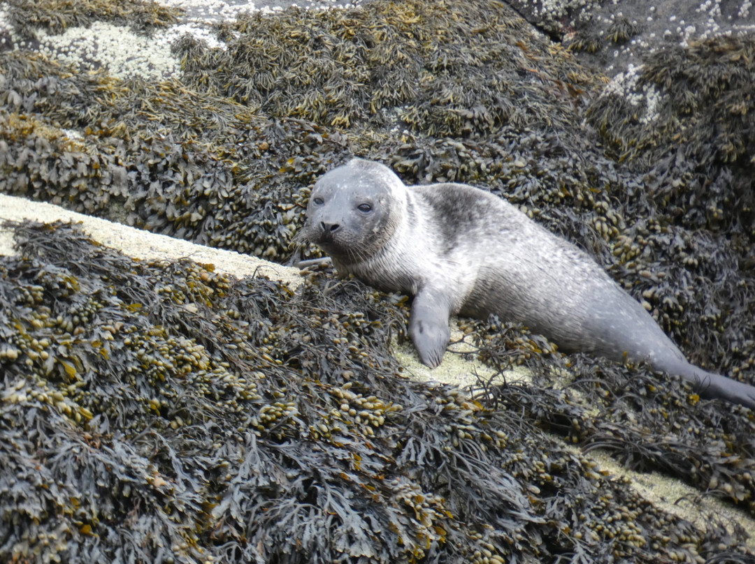 Macleod Heilan Tours (Skye)景点图片