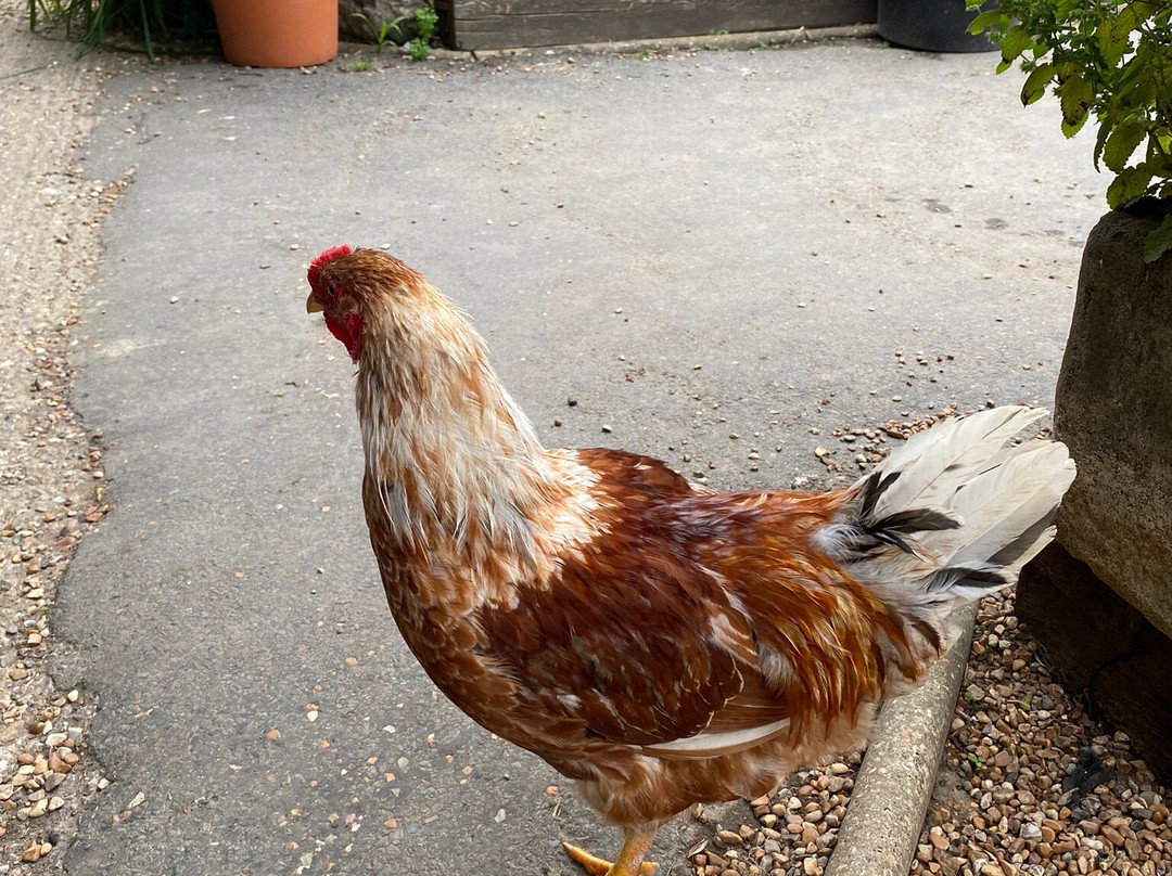 Badgers Hill Farm & Cidery景点图片