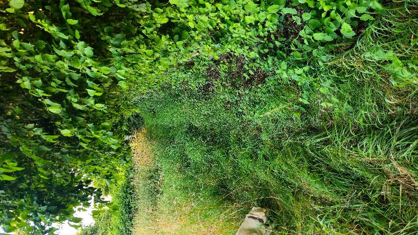 Landhotel Langholz主图