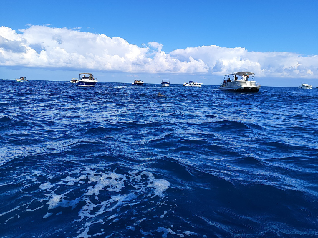 Captain lobster  dolphin trip-贝尔欧布莱必去景点