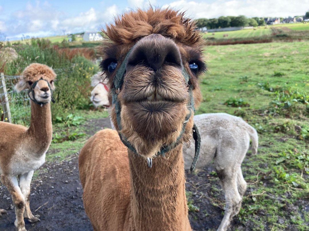 Caithness Animal Farm Park景点图片