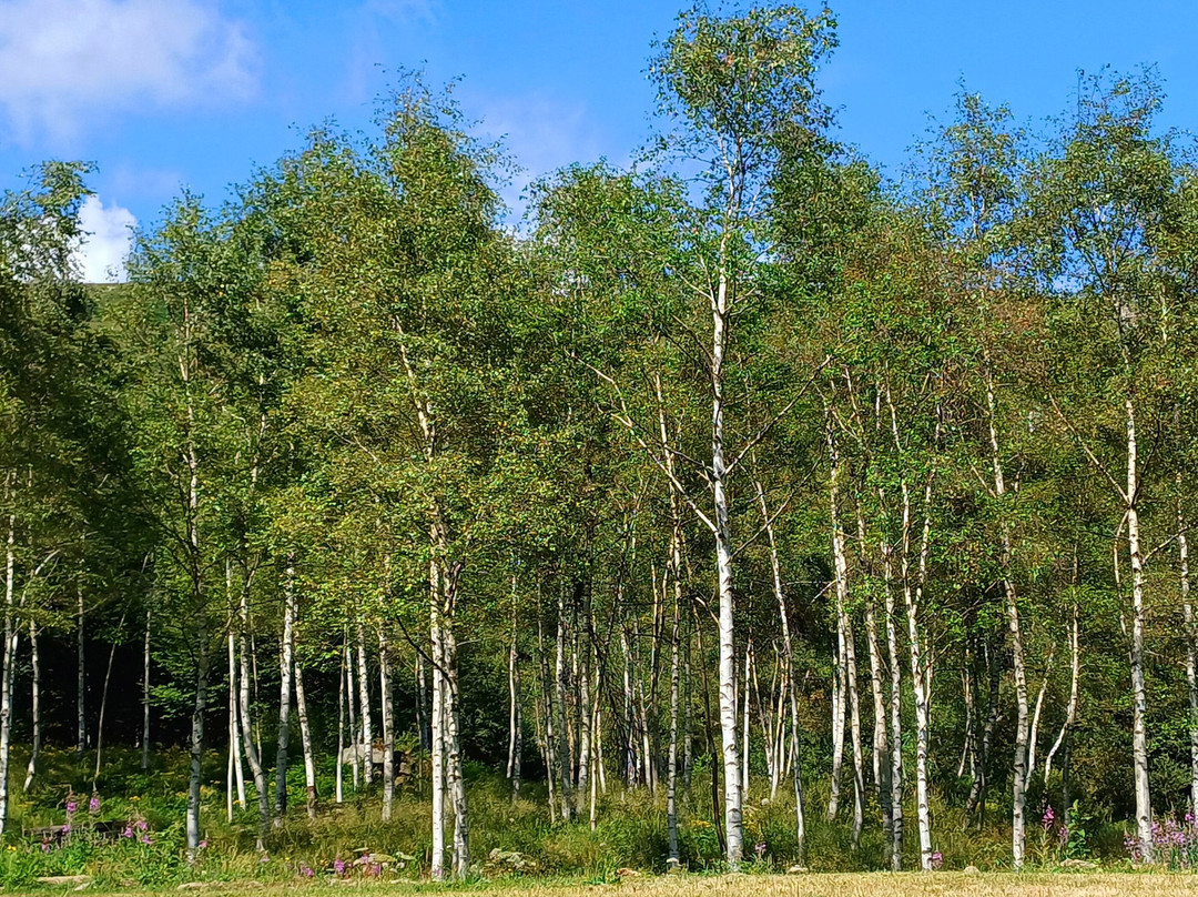 Tracciolino strada panoramica景点图片