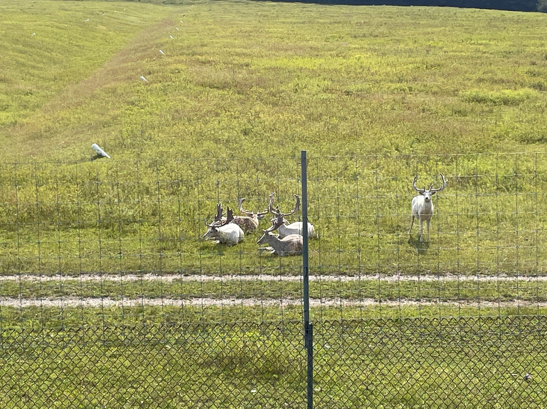 Gaylord's City Elk Park景点图片