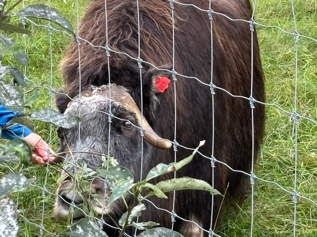 Large Animal Research Station-费尔班克斯必去景点