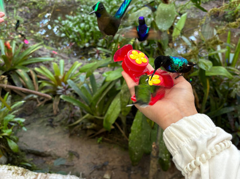 Birding Mindo Tours-明多必去景点