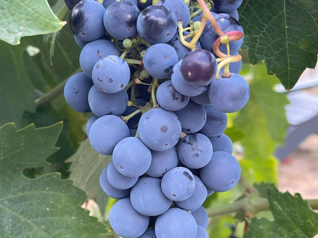 Abbot's Passage Winery and Mercantile景点图片