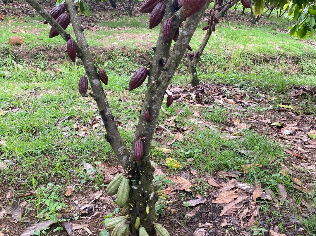 BINON CACAO PARK景点图片