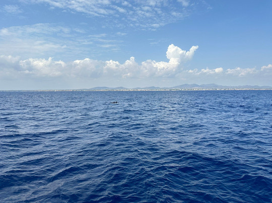 Starfish Glass Bottom Boats-Portocolom必去景点