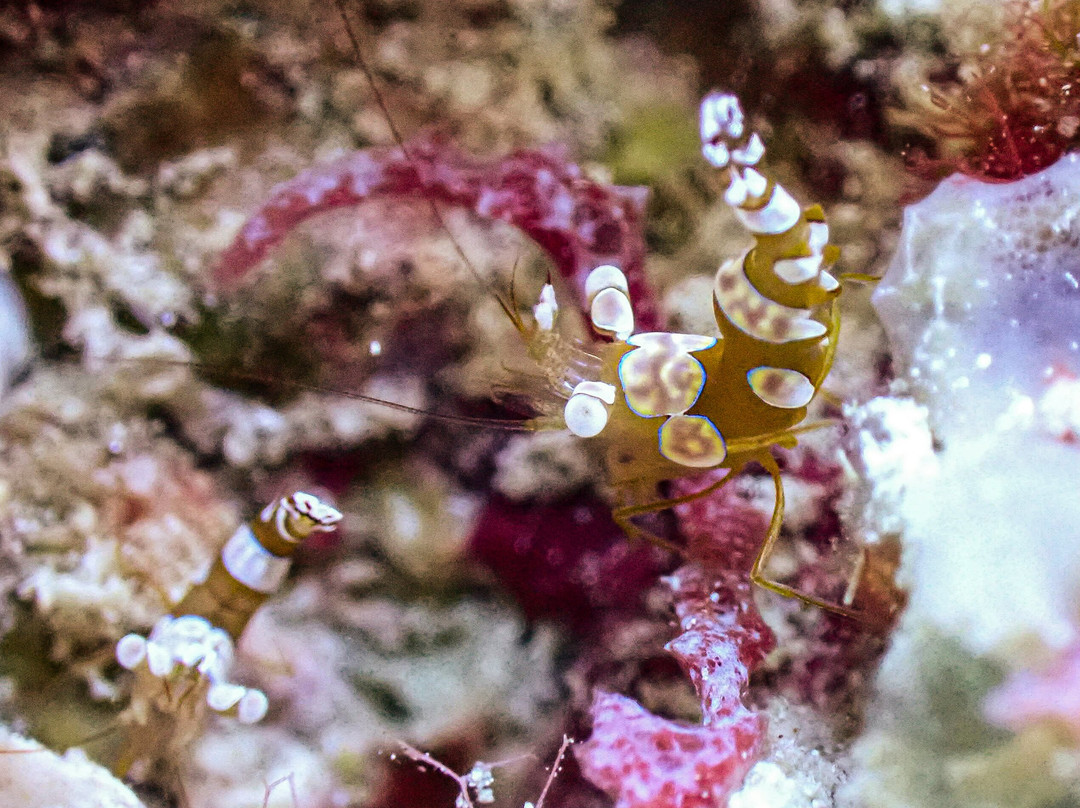 Sunset Cove Beach & Dive Resort主图