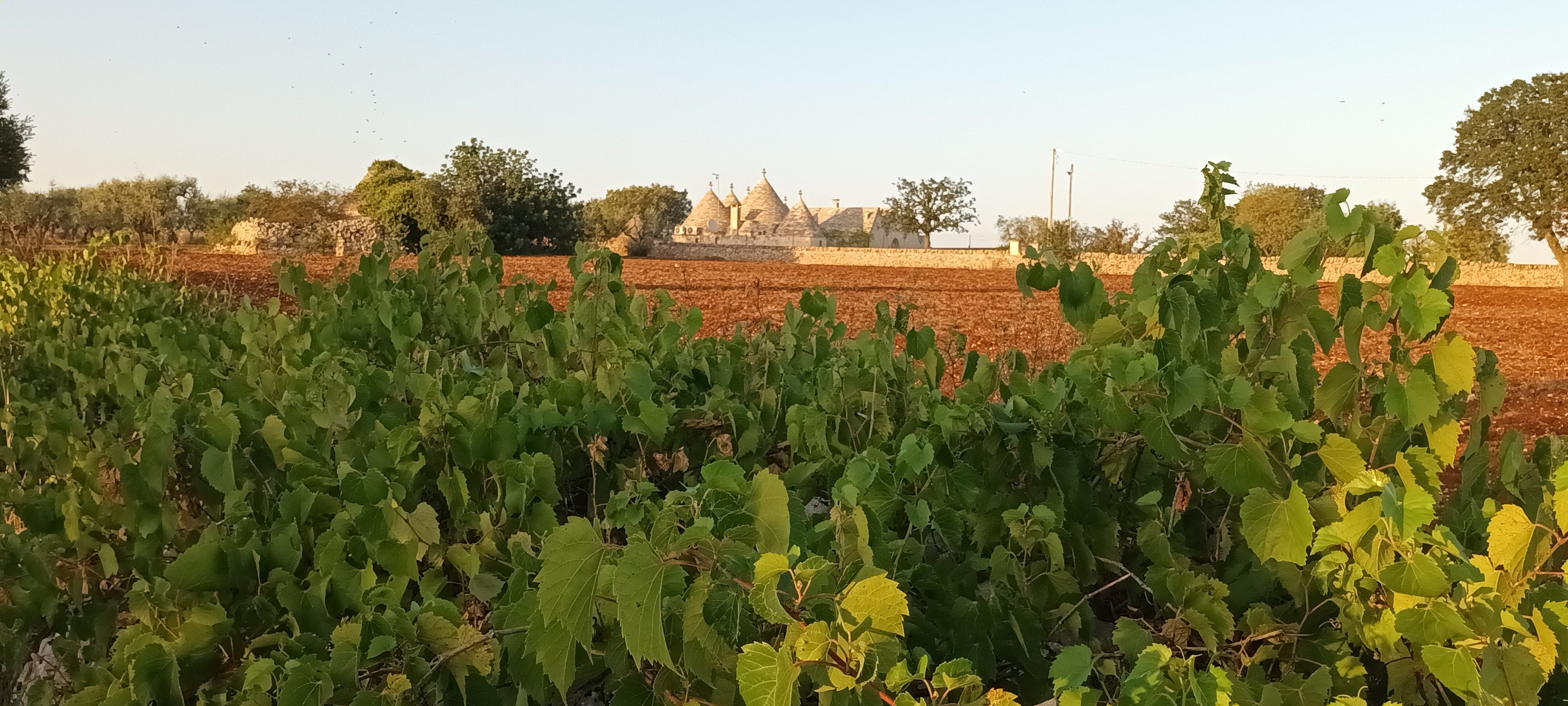 Trulli Isago-官方