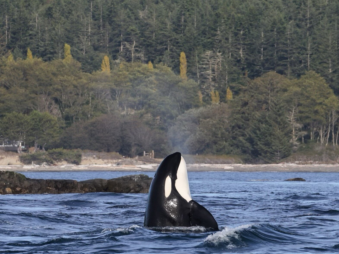 Totally Seattle-西雅图必去景点
