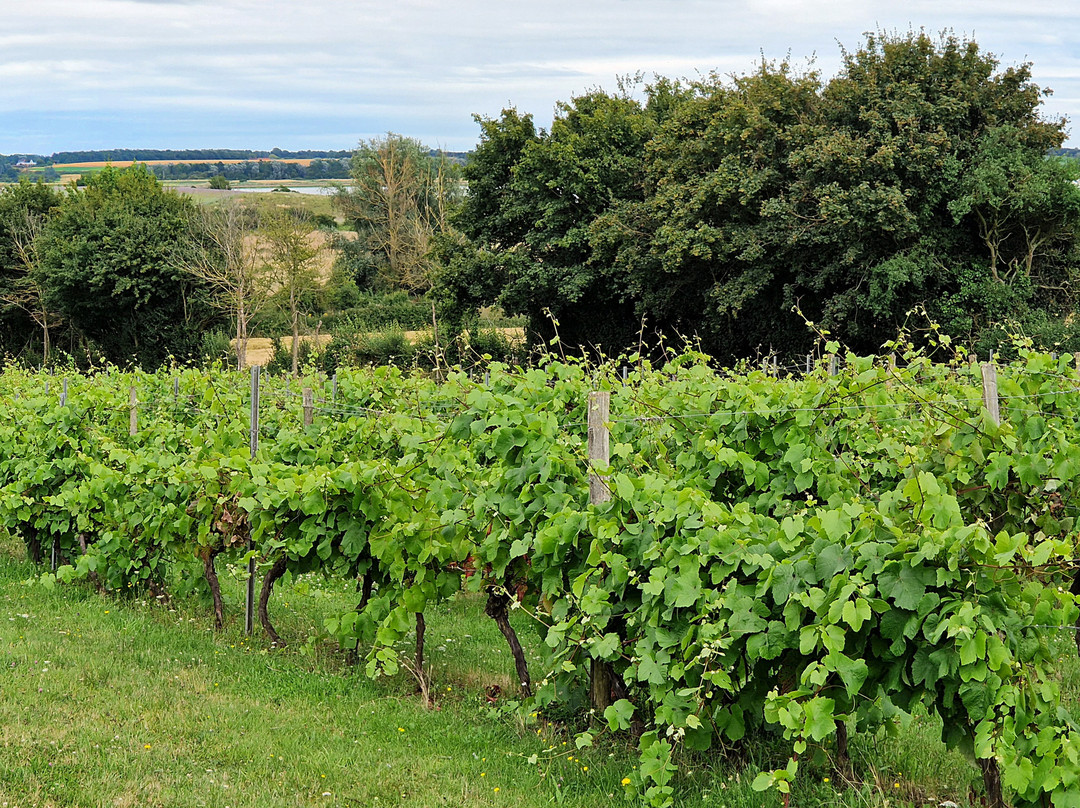 Shotley Vineyard景点图片