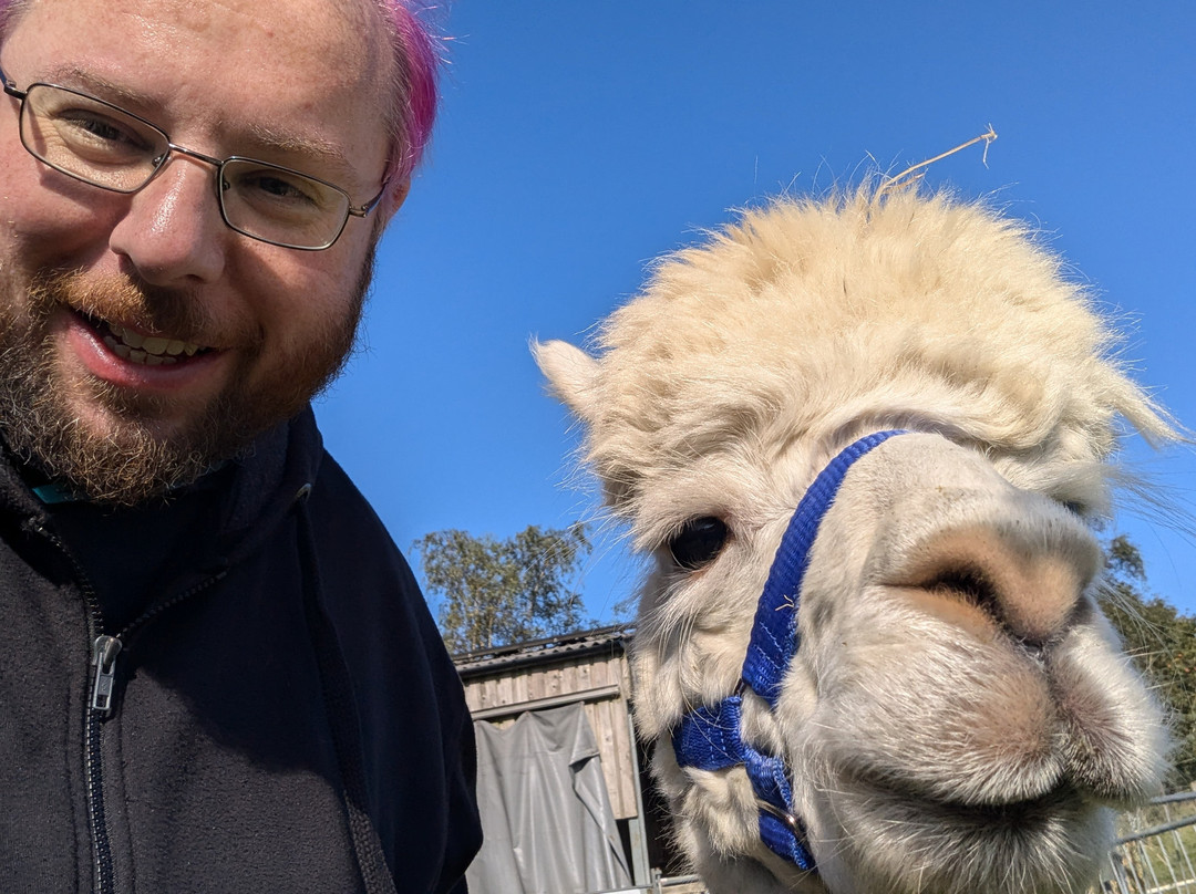 Beacon Alpacas景点图片