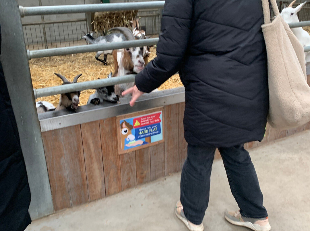 Cockfields Farm Park景点图片