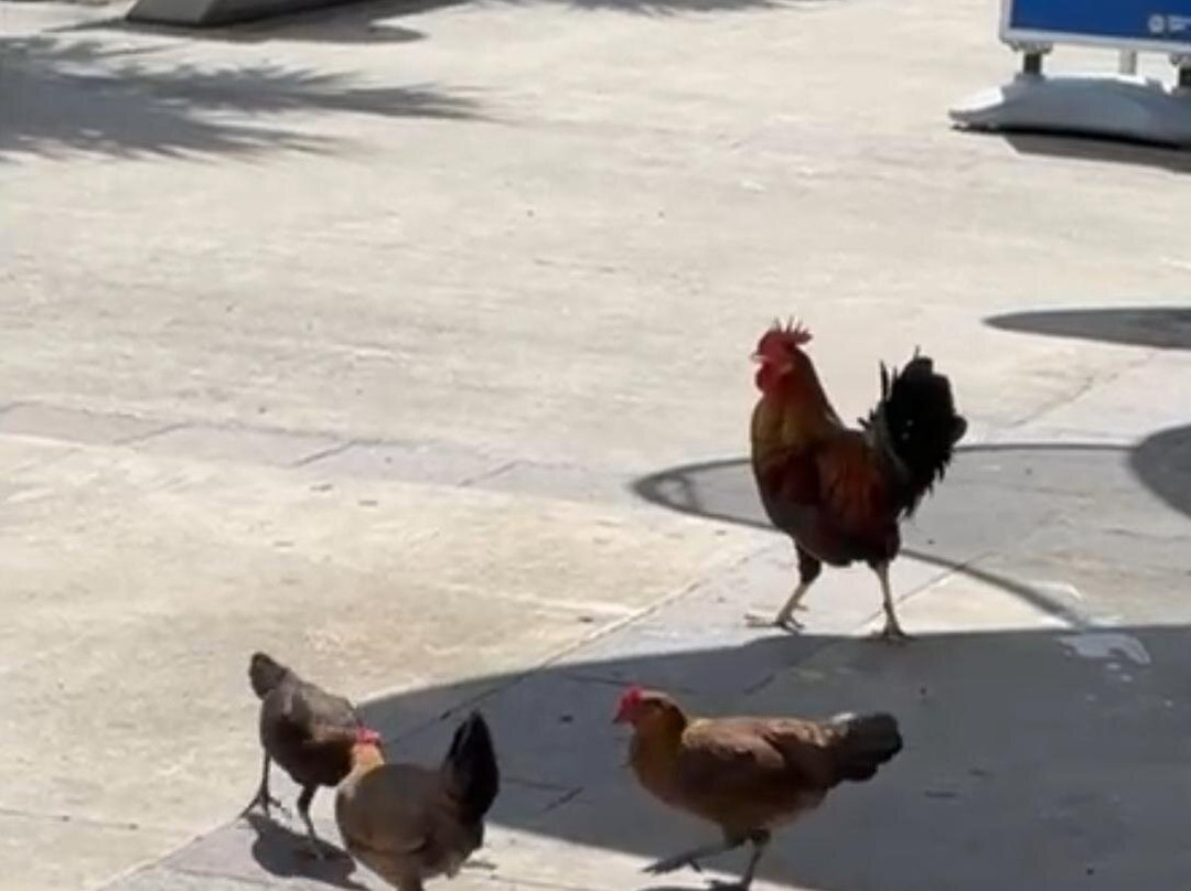 Playa Sardinas-库莱布拉岛必去景点