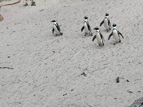Island View Tours-开普敦中心区必去景点