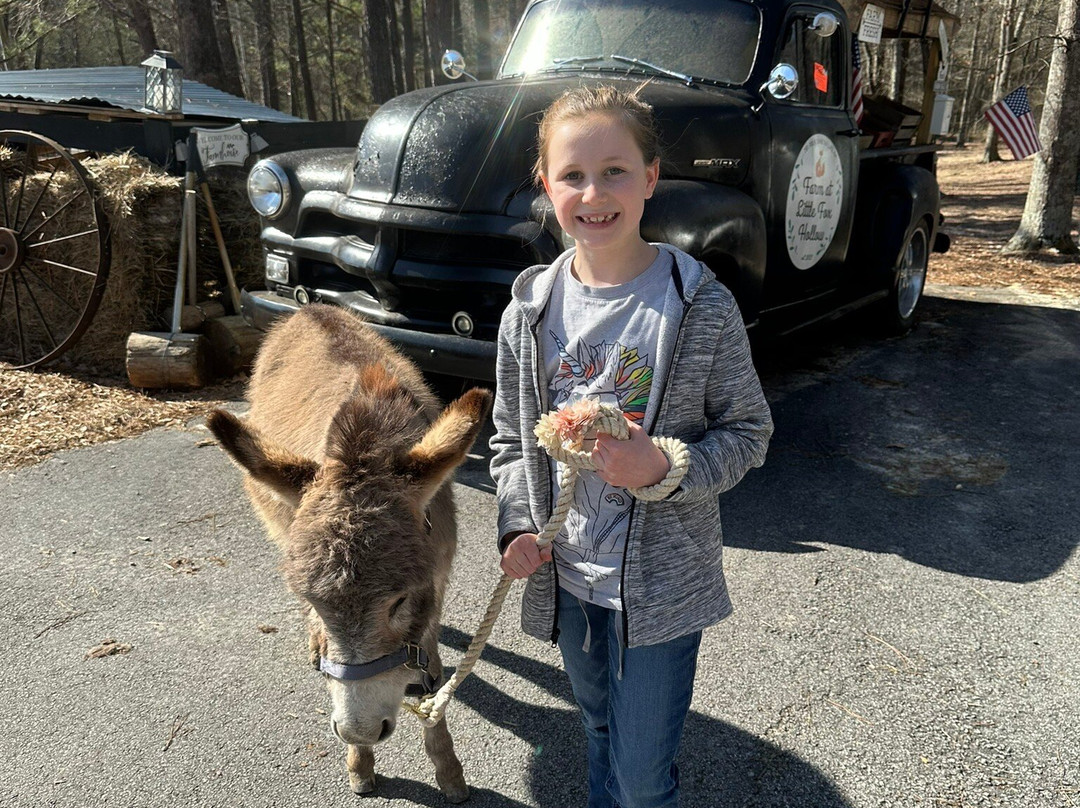 Rescue At Little Fox Hollow-达拉斯必去景点