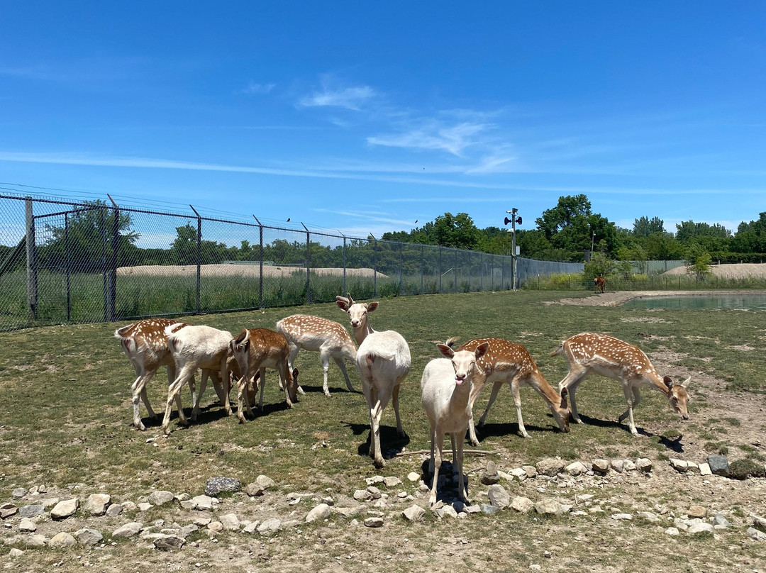 African Safari Wildlife Park-克林顿港必去景点