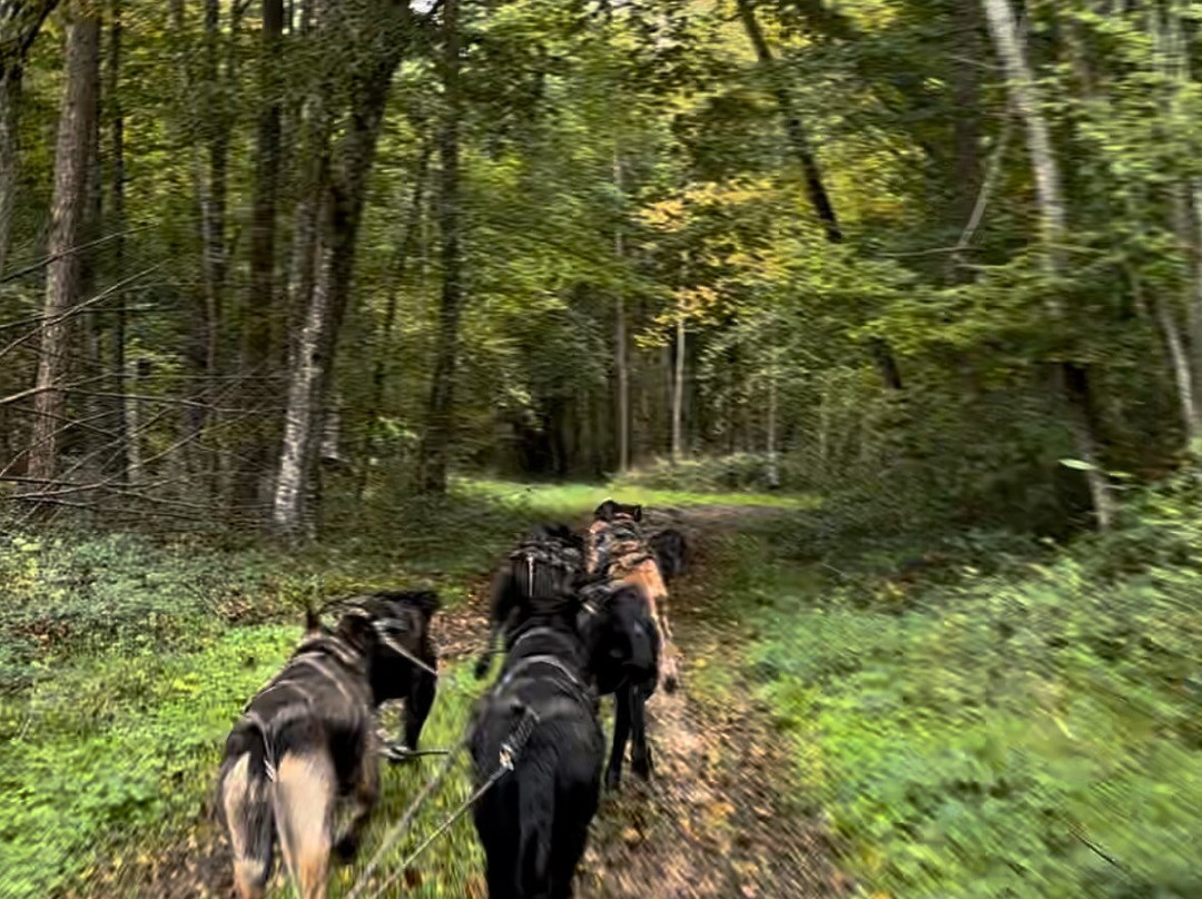 Evasion Canine景点图片