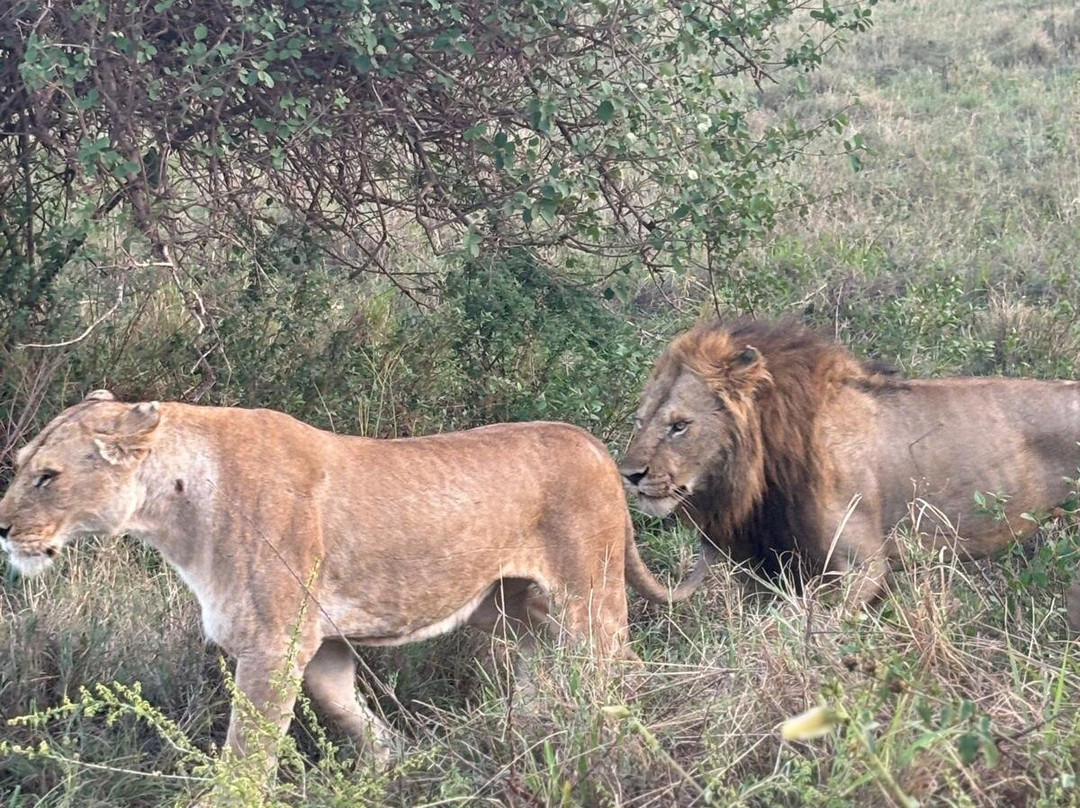 Best tour operator in Tanzania by Rede Tours and Safaris景点图片