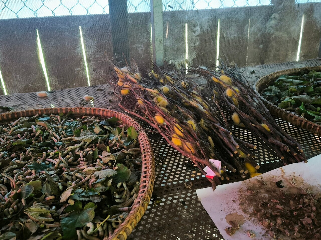 Santuk Silks景点图片