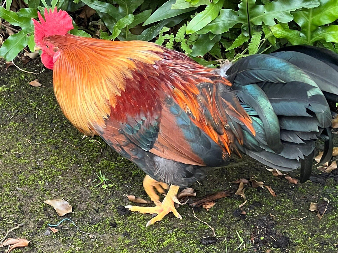 Shaka Guide: Maui Audio Tours-毛伊岛必去景点