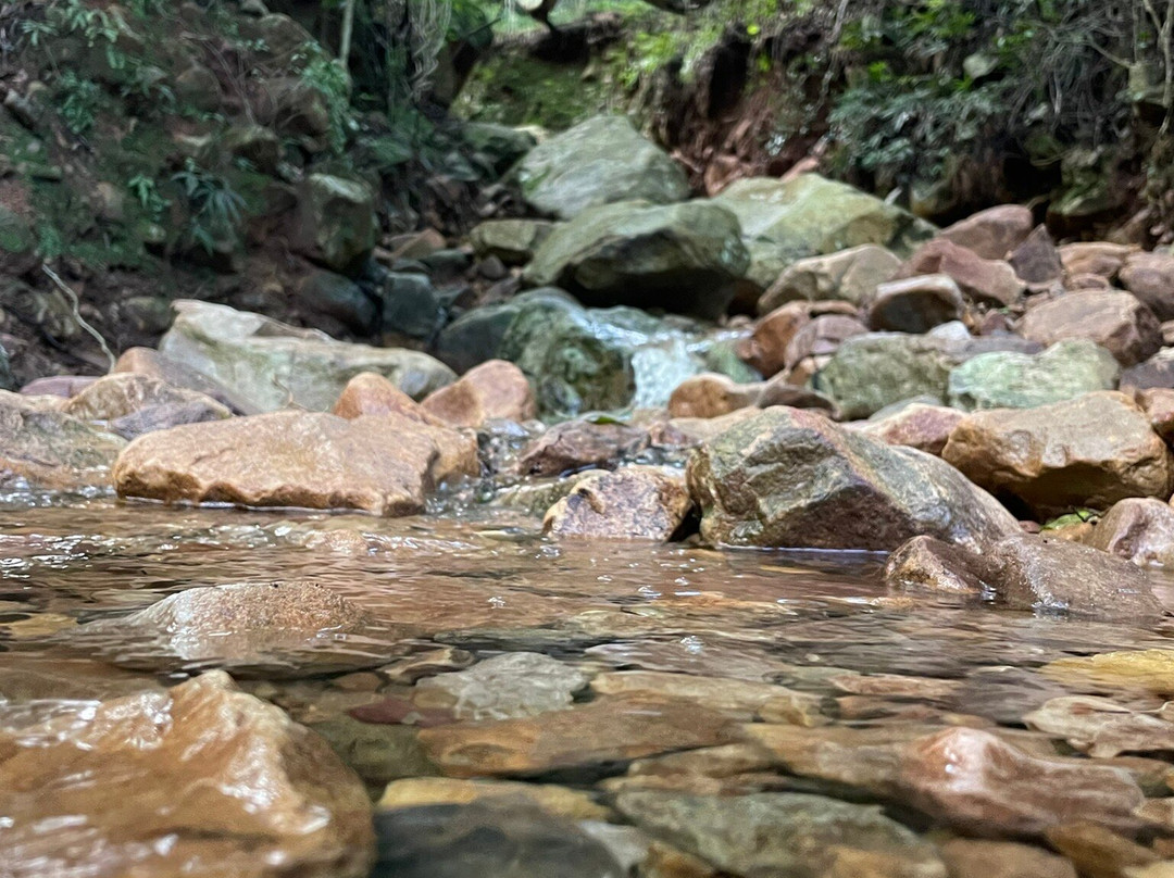 Newlands Forest景点图片