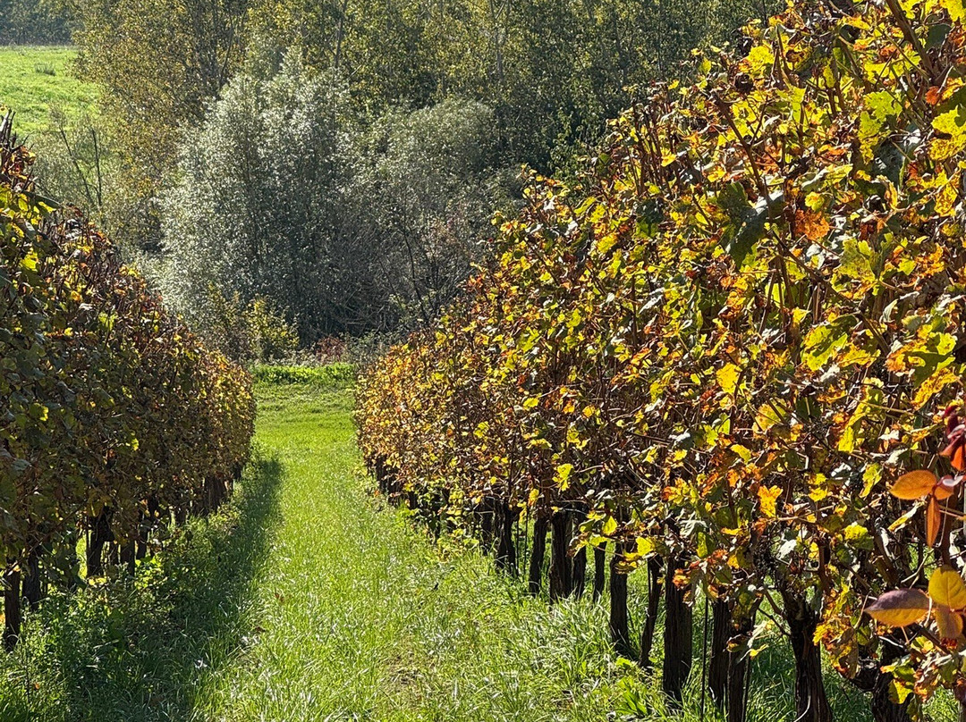 Azienda vinicola Feudi di San Gregorio-Sorbo Serpico必去景点