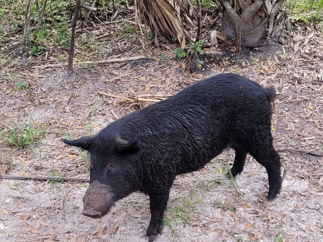 Babcock Ranch Preserve-蓬塔戈尔达必去景点