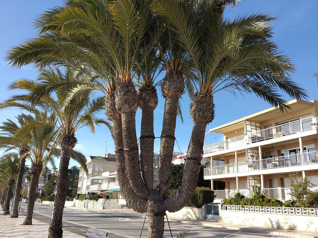 Playa de Levante景点图片