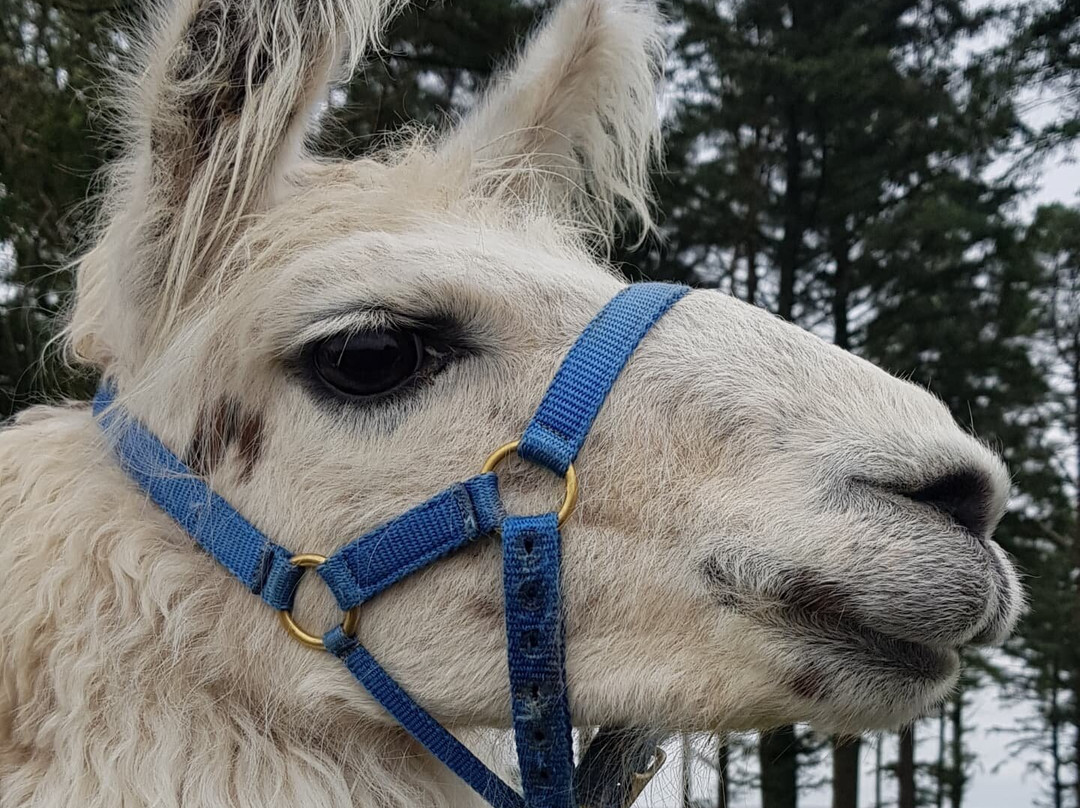 Dartmoor Llama Walks景点图片