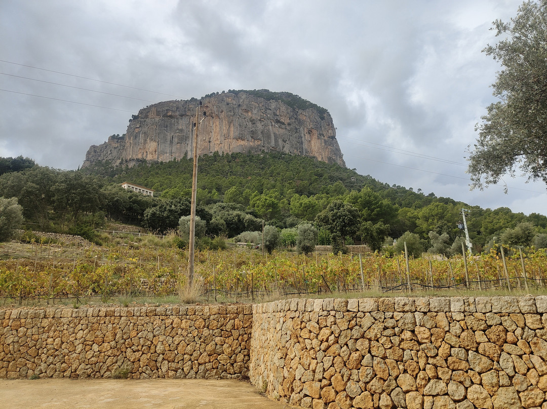 Bodega S'Olivaret景点图片
