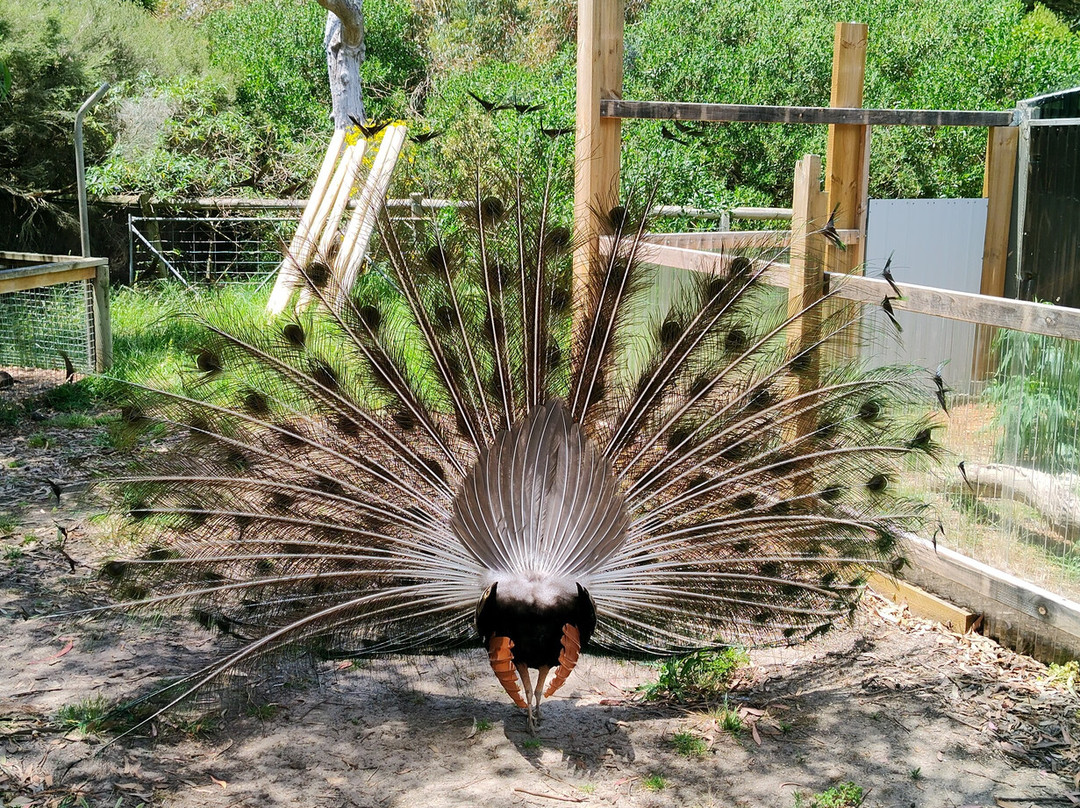 Urimbirra Wildlife Park-维克多港必去景点