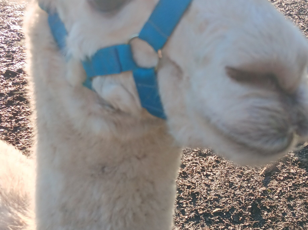 Hensting Alpacas景点图片