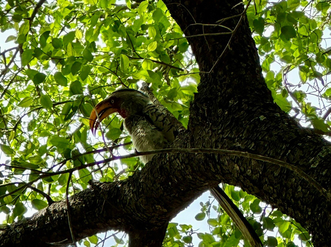 Tshokwane Picnic Site-克鲁格国家公园必去景点