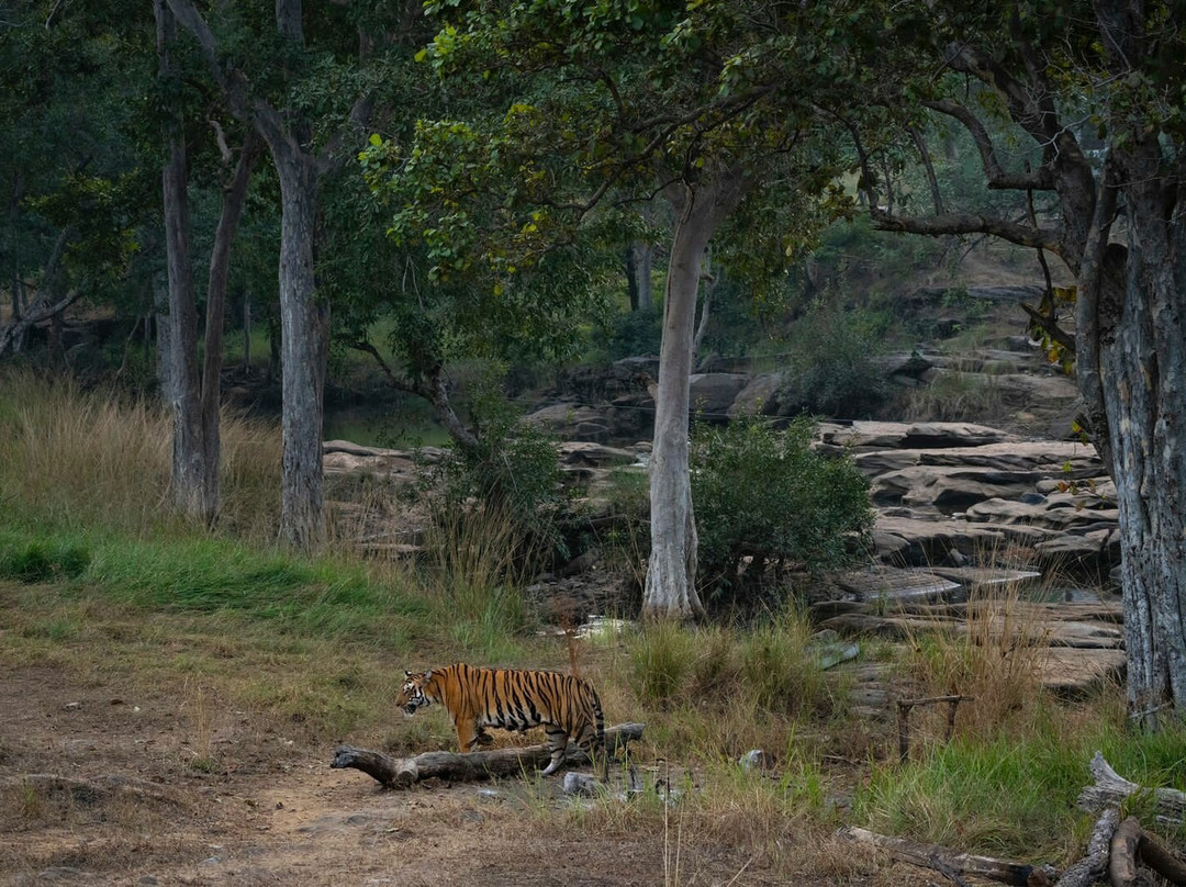 Nature Wanderers景点图片