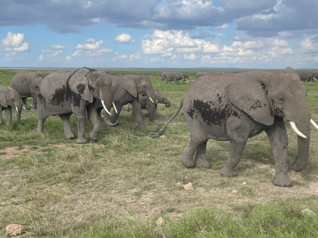 Maasai Safari & Cultural Tours景点图片