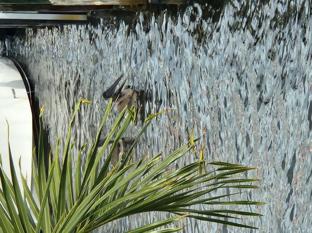 Pirate's Cove Resort and Marina主图