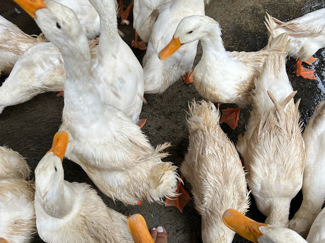 The Duck Stop景点图片