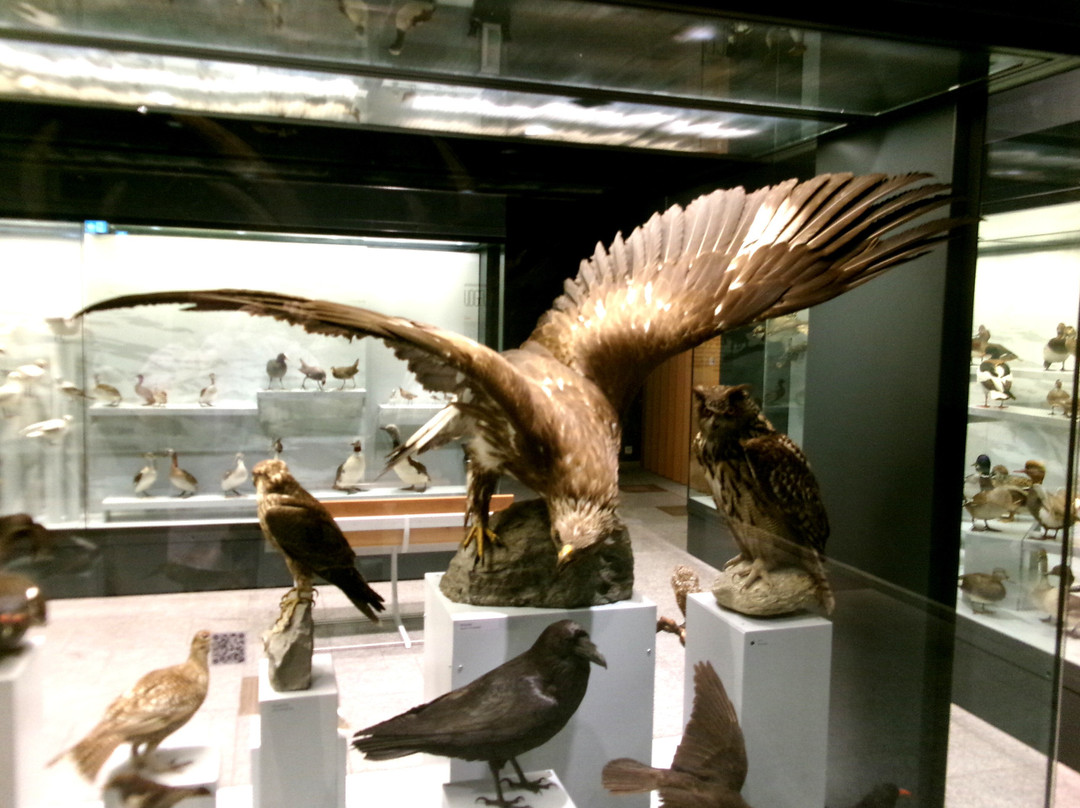 Zoologisches Museum der Universität Zürich-苏黎世必去景点