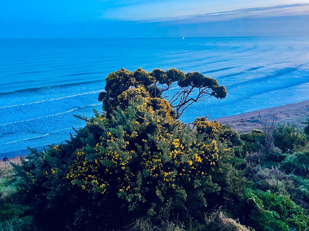 St Cyrus National Nature Reserve-Montrose必去景点