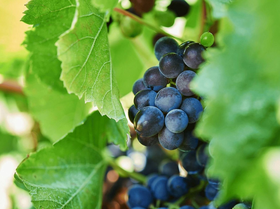Azienda Agricola Baglio Ingardia-Paceco必去景点