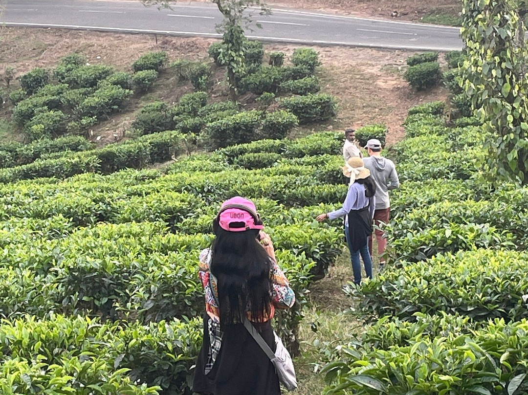 Sinna Dorai's Bungalow Mango Range主图