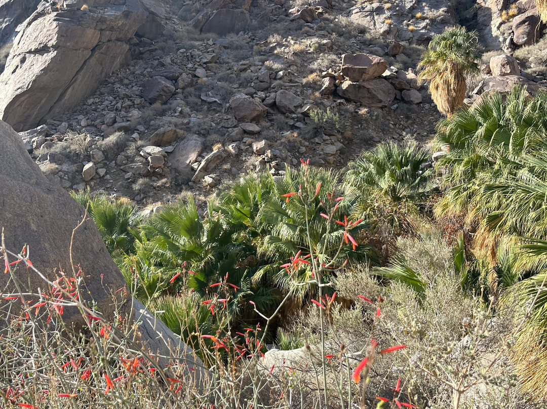 Borrego Palm Canyon Nature Trail-波瑞戈泉必去景点